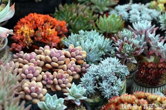 四月是多肉生长的黄金季节 本月多肉养护知识快来看看 快资讯 四月是多肉生长的黄金季节 本月多肉养护知识快来看看 快资讯