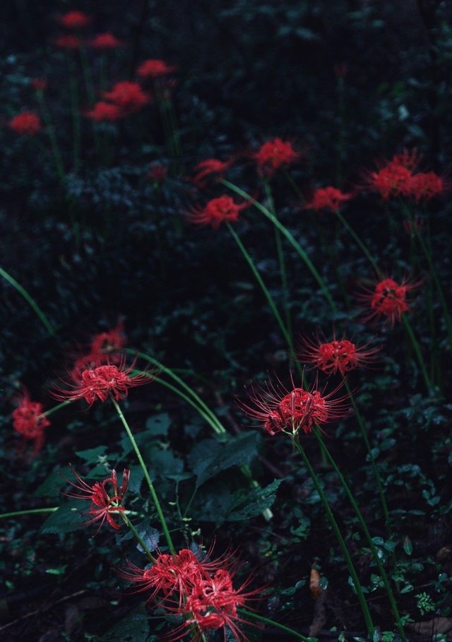 被中国文化影响的日本这次影响了中国 彼岸花披上日本传说的外衣 快资讯