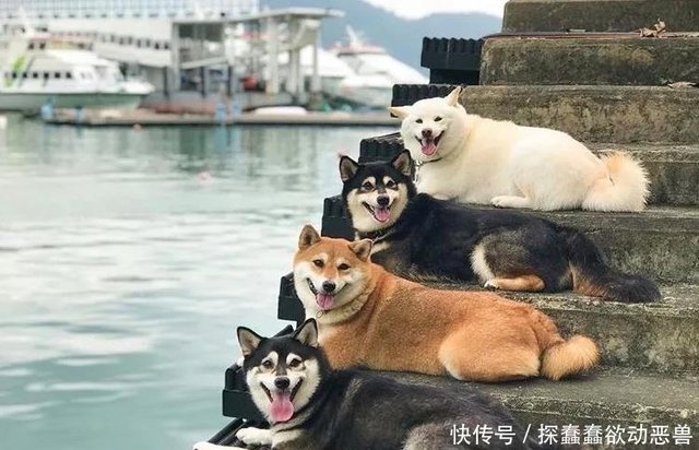 主人集齐白黄黑三色柴犬 还和柴犬一起做瑜伽 黑柴犬撞脸哈士奇 快资讯