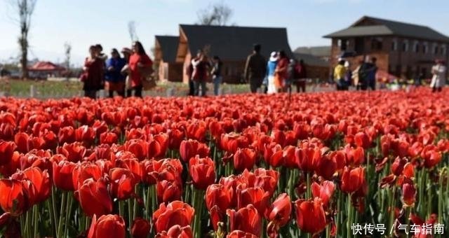 这座小镇是中国有名的花都 花卉产业发达 卖鲜花就像卖菜一样 快资讯