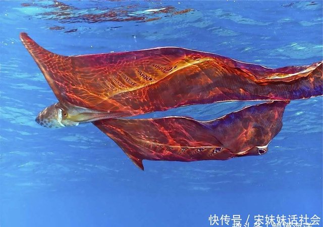 海上漂浮的 红斗篷 不是卷福的神奇斗篷 而是它 水孔蛸 快资讯 海上漂浮的 红斗篷 不是卷福的神奇斗篷 而是它 水孔蛸 快资讯