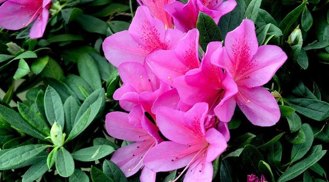 此花是中国十大传统名花之一 被誉为花中西施 代表着爱的喜悦 快资讯