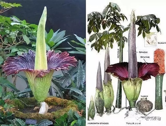 魔芋 明明是有毒块根咋就变成了能吃的 肥肉 快资讯