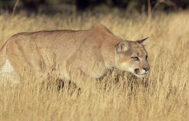 美洲狮 美洲豹 老虎和猫伏击猎物时的姿态 你觉得哪个更标准 快资讯