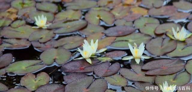 莼菜和荇菜有什么区别 快资讯