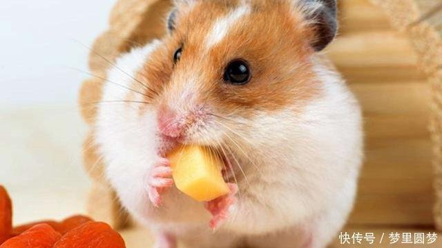 把仓鼠丢进一箱葵花籽中 下一秒仓鼠像疯了一样 大家忍住别笑 快资讯