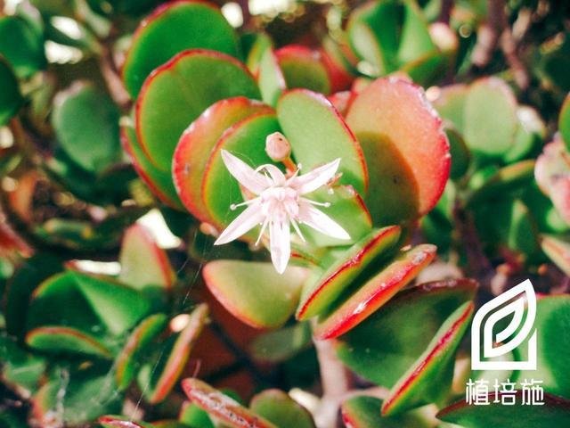 植培施 燕子掌crassula Portulacea仙人掌 多肉植物栽培手册 快资讯