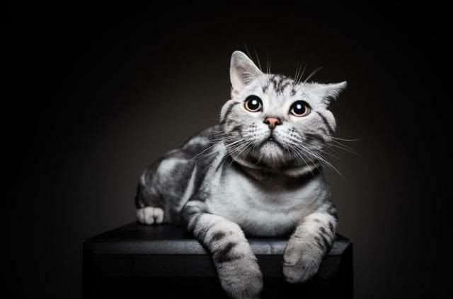 美国短毛猫中国狸花猫的区别教你几招辨别中国狸花猫和美国短毛猫 快资讯