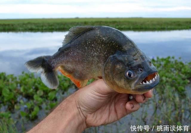 亚马逊河的食人鱼究竟有多可怕 不仅胆小 还有众多天敌 快资讯 亚马逊河的食人鱼究竟有多可怕 不仅胆小 还有众多天敌 快资讯