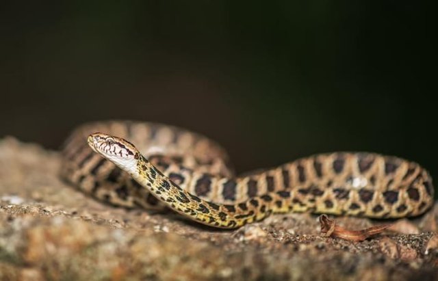 自然界10大灭绝后又重生的生物 个个难以置信 图3已消失6500万年 快资讯