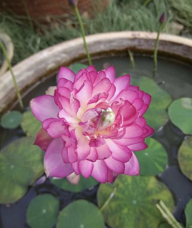 喜欢 碗莲 现在种 立夏就能长叶 冒花苞 养好有3个要点 快资讯