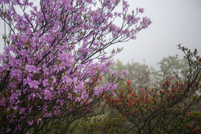 杜鹃花开 高山成花海 快资讯