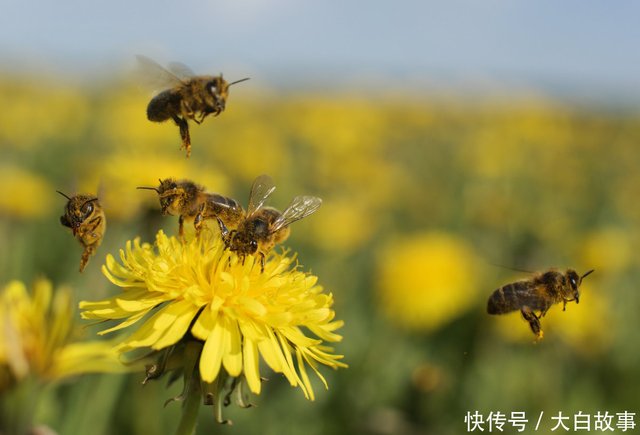 养殖蜜蜂 给蜂群保温 用这 4种 方法 轻松越冬 快资讯