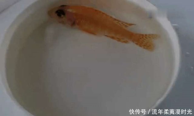 男子发现买回的金鱼整天不吃东西 扒开嘴巴一看这下发财了 快资讯