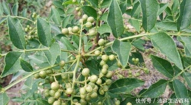 青花椒常见于山地疏林 灌木丛或岩石旁 果皮青色 干后变暗苍绿 快资讯 青花椒常见于山地疏林 灌木丛或岩石旁 果皮青色 干后变暗苍绿 快资讯