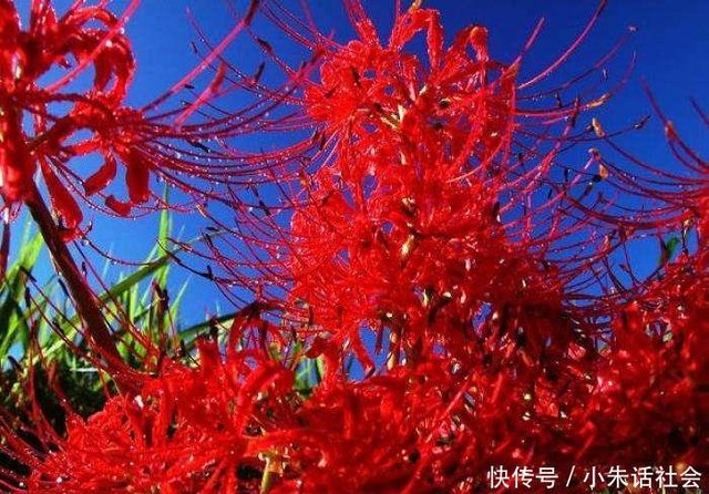 彼岸花真的开在冥界吗 快资讯