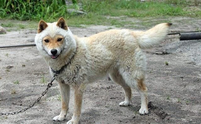 光知道柴犬当然还不够 柴犬还分4个品种 你见过几种 快资讯