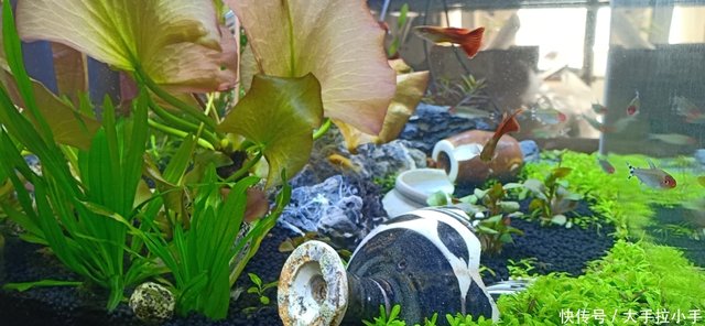 如何养殖水草 在家放一缸漂亮水族箱香不香啊 快资讯 如何养殖水草 在家放一缸漂亮水族箱香不香啊 快资讯