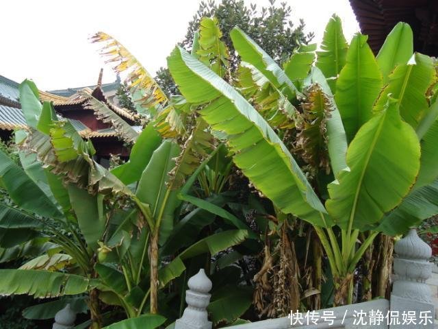 丈母娘砍芭蕉把花丢了 湖南女婿捡回去 放肉一炒 岳母直夸好吃 快资讯 丈母娘砍芭蕉把花丢了 湖南女婿捡回去 放肉一炒 岳母直夸好吃 快资讯