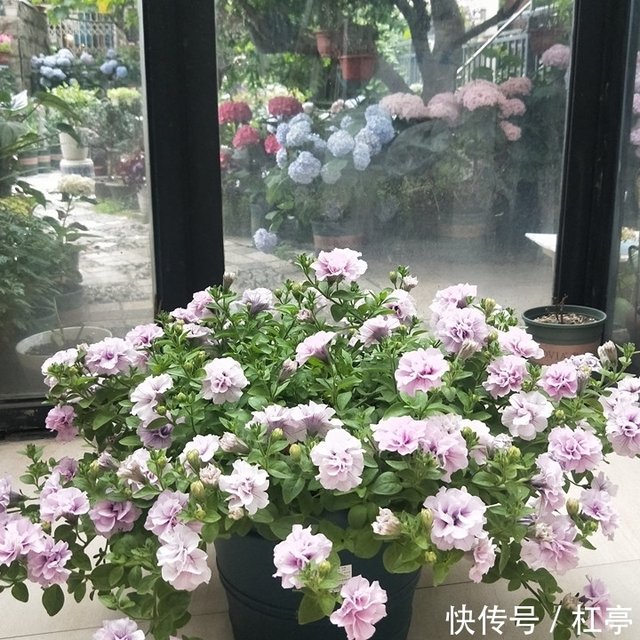 重瓣矮牵牛 优秀的阳台盆栽绿植 家里养一株 四季都有花看 快资讯