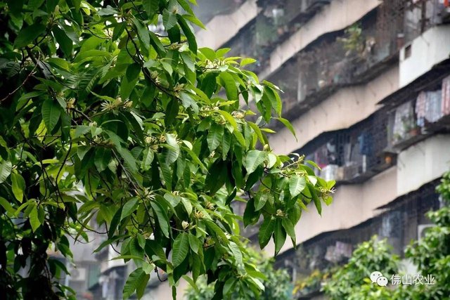你认识佛山的 市花 吗 白兰花开 幽香醉人 快资讯
