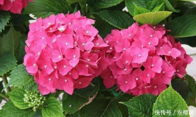 在家养花 不如养盆绣球花 叶子又绿又大 年年花儿开满枝 快资讯