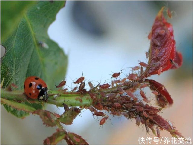 蚜虫用有机和化学方法清除的差别 知己知彼 养花才会变得轻松 快资讯