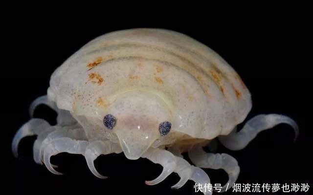 雌雄切换 从小蹭饭最终成为寄主舌头 这种寄生虫有多野蛮 快资讯 雌雄切换 从小蹭饭最终成为寄主舌头 这种寄生虫有多野蛮 快资讯