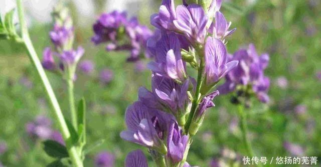 都说紫花苜蓿饲养价值高 黄花苜蓿饲养效果如何呢两者区别介绍 快资讯 都说紫花苜蓿饲养价值高 黄花苜蓿饲养效果如何呢两者区别介绍 快资讯