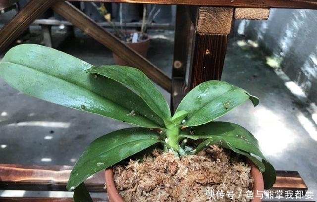 谢花的蝴蝶兰换盆 用水苔好还是苔藓好 蝴蝶兰二次开花妙招 快资讯