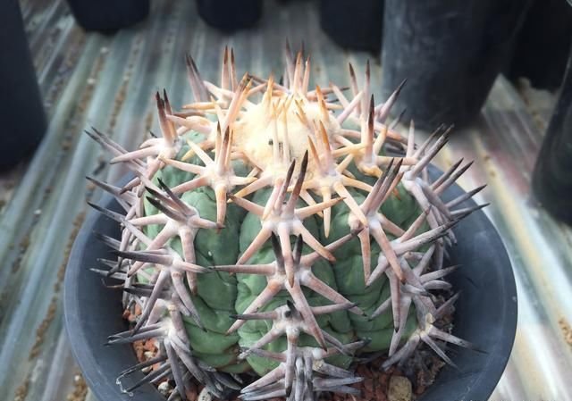 太平丸 金琥属 平丸 快资讯