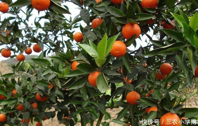 柑橘全爪螨有哪些危害 一般在什么时候发生 用什么农药可以防治 快资讯