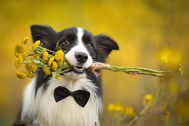 迷你杜宾犬一直舔身上是不是生病了 快资讯