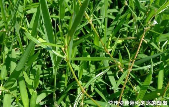 白花蛇草水你喝过吗 味道清奇 对身体极好 原料就是白花蛇舌草 快资讯 白花蛇草水你喝过吗 味道清奇 对身体极好 原料就是白花蛇舌草 快资讯