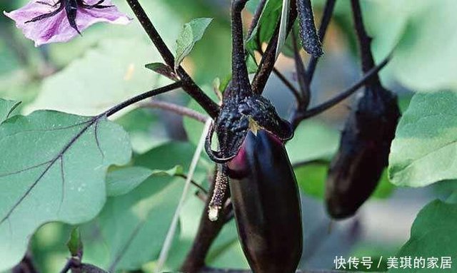 种植茄子施肥有哪些误区 如何正确施肥促进高产 快资讯 种植茄子施肥有哪些误区 如何正确施肥促进高产 快资讯