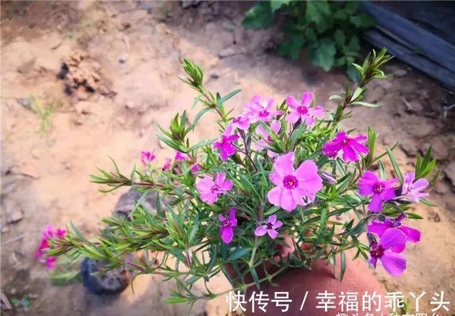 丛生福禄考的个子矮小 却丝毫不妨碍它花开时成为 壮阔花海 快资讯