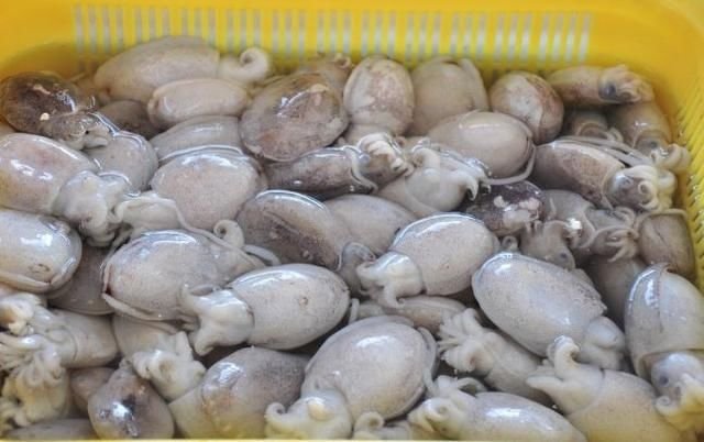 鱿鱼 章鱼 墨鱼 八爪鱼 乌贼傻傻分不清楚 一招教你记住它们 快资讯