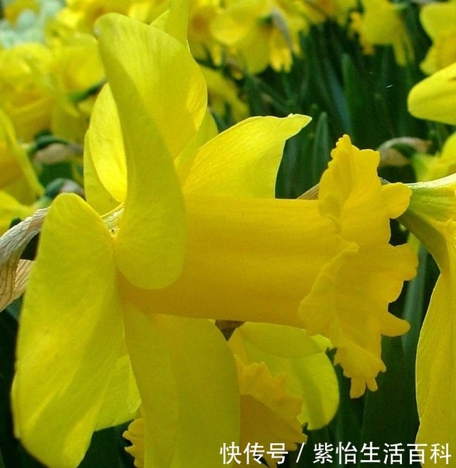 洋水仙别称黄水仙 喇叭水仙 是世界著名的球根花卉 快资讯