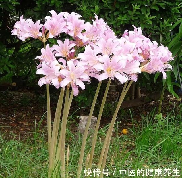 特别小众的夏水仙 秋季才开花 开花时一片叶子都没有 快资讯