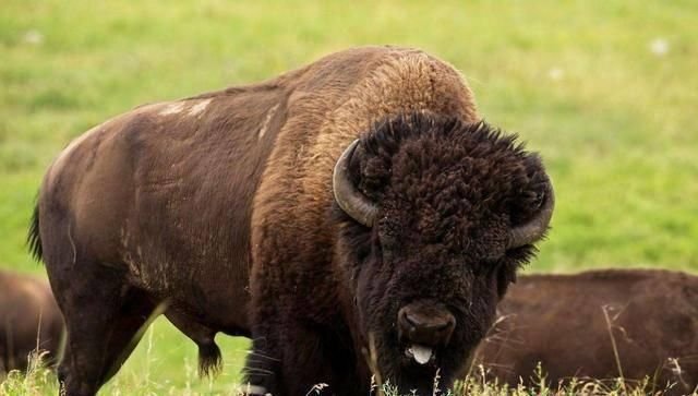 野狼与美洲野牛一对一的生死搏斗野狼死的真惨 快资讯