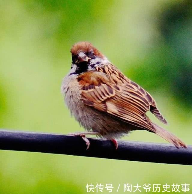 麻将的历史 原来麻将的诞生这么有趣 花色和玩法都有深意 快资讯