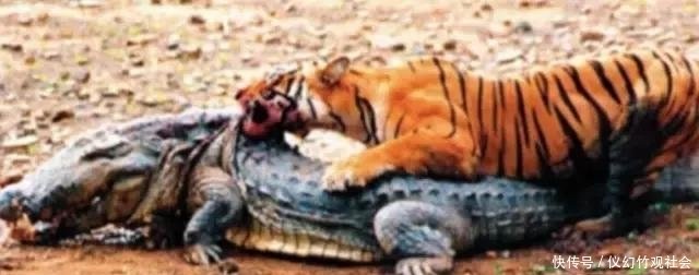 没长到五米的鳄鱼 各种天敌克制鳄鱼 快资讯 没长到五米的鳄鱼 各种天敌克制鳄鱼 快资讯