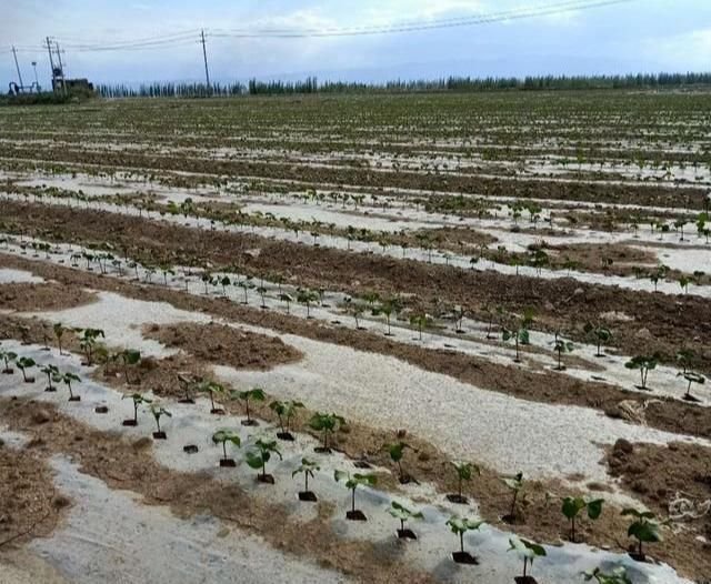 棉花有两片真叶了 要怎么管才能提早现蕾 快资讯