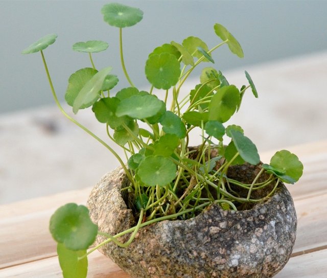 这 几种 不害怕积水的花卉植物 家中养一盆 再也不怕烂根了 快资讯