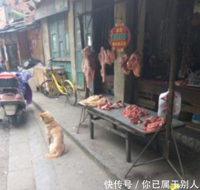 流浪土狗每天坚守猪肉摊前 仅仅是为了肉摊老板施舍一口食物 快资讯