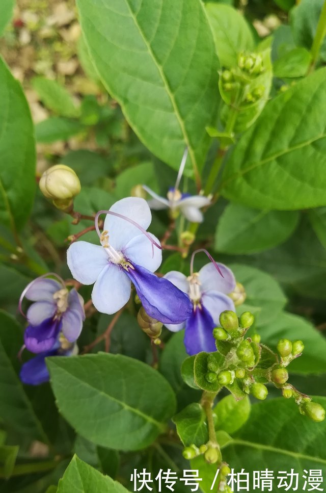 四季都有蝴蝶飞 蓝蝴蝶 天天都能开花 快资讯 四季都有蝴蝶飞 蓝蝴蝶 天天都能开花 快资讯