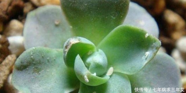 随着天气变冷 蚧壳虫会自动死掉或者消失吗 园艺达人给你答案 快资讯