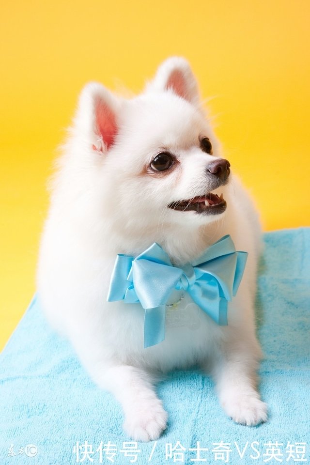 世界名犬 博美犬 Pomeranian 快资讯