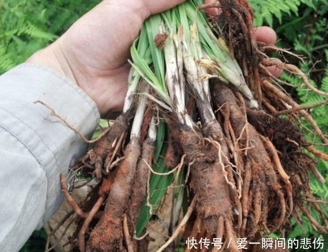 一种专治肾虚腰酸的草药 叶片看起来像竹叶 有没有见过的 快资讯