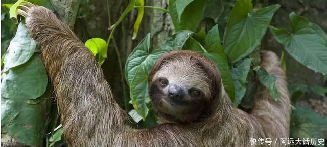 据说50 树懒都死在了拉屎路上 树懒 我也没办法啊 快资讯 据说50 树懒都死在了拉屎路上 树懒 我也没办法啊 快资讯